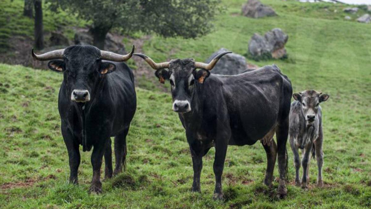 Hepimizin Aklındaki O Meşhur Soru: İneği İlk Kim Sağdı?