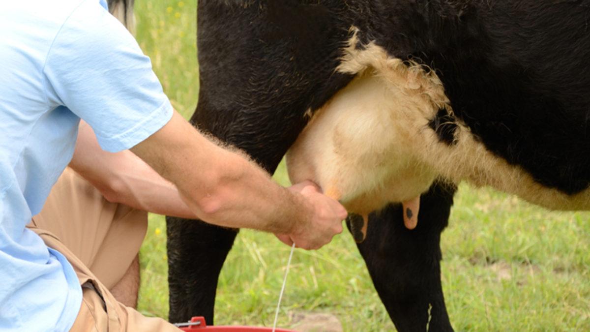 Hepimizin Aklındaki O Meşhur Soru: İneği İlk Kim Sağdı?