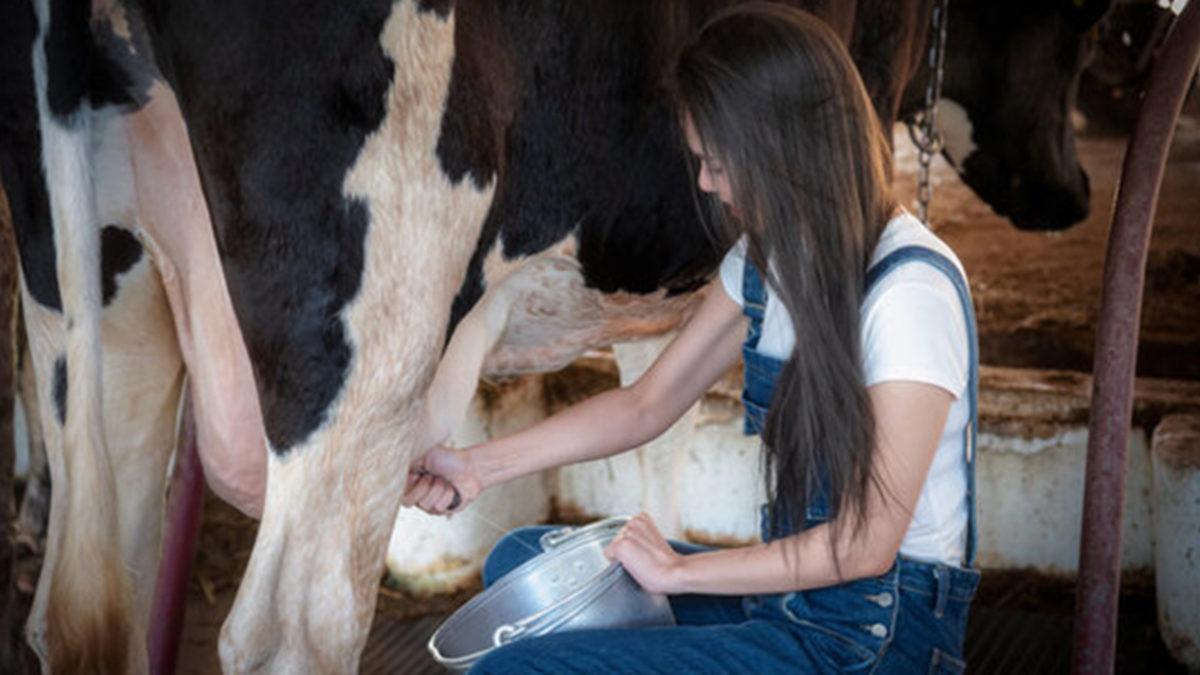 Hepimizin Aklındaki O Meşhur Soru: İneği İlk Kim Sağdı?