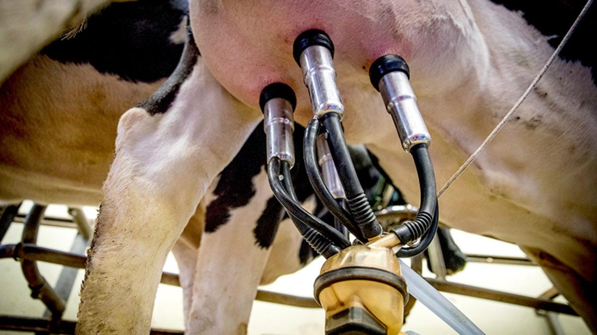 Hepimizin Aklındaki O Meşhur Soru: İneği İlk Kim Sağdı?