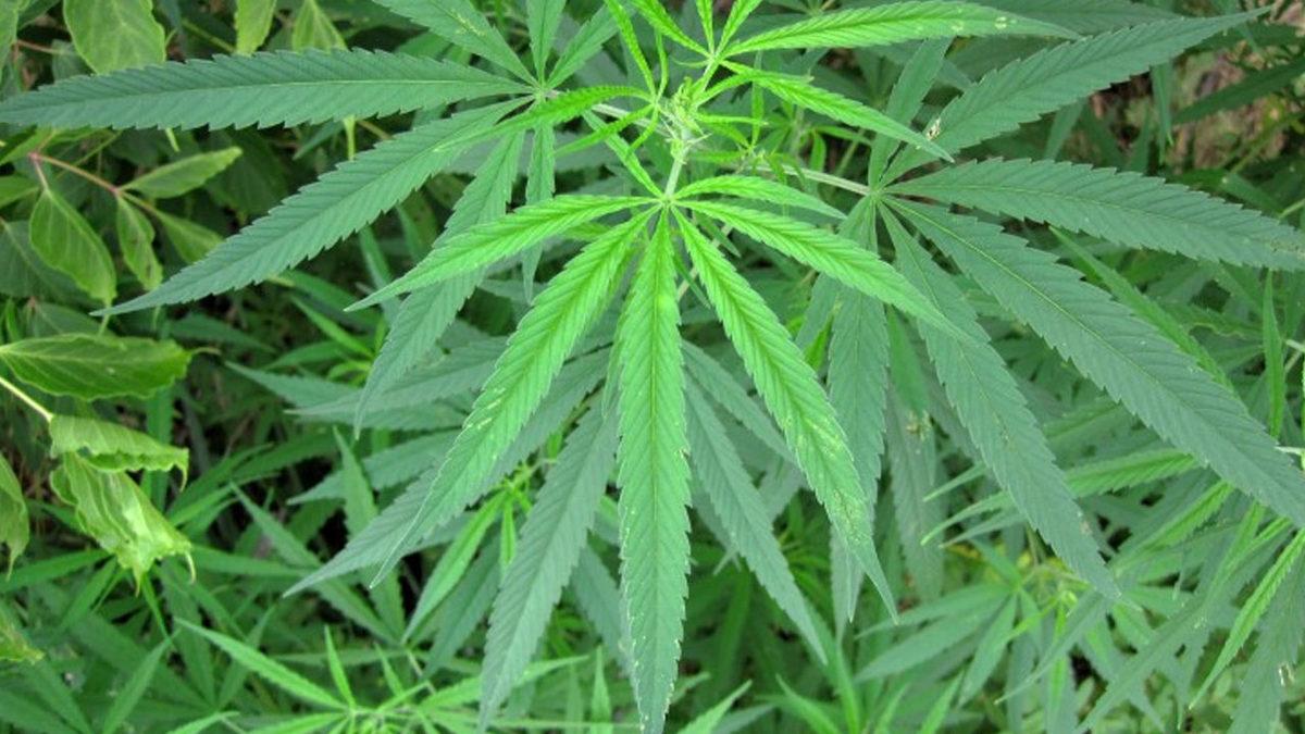 Yaşlanma Korkusunu Tarihe Karıştıracak 9 Bilimsel Keşif