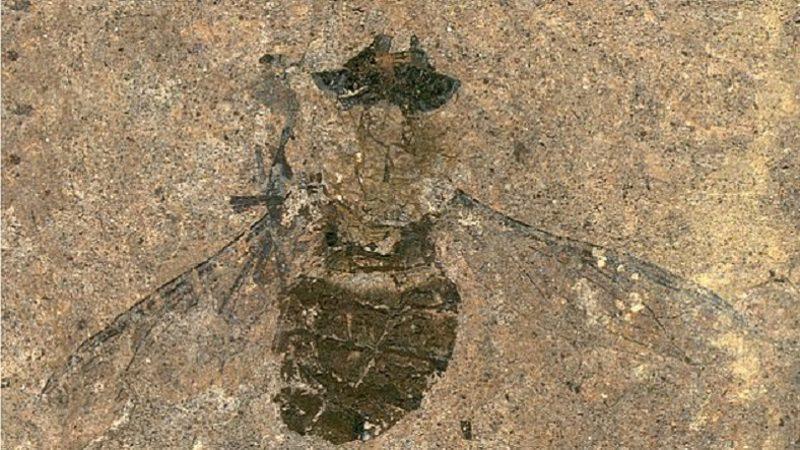 Midesi Tamamen Polenle Dolu Olan 47 Milyon Yıllık Sinek Fosili Bulundu