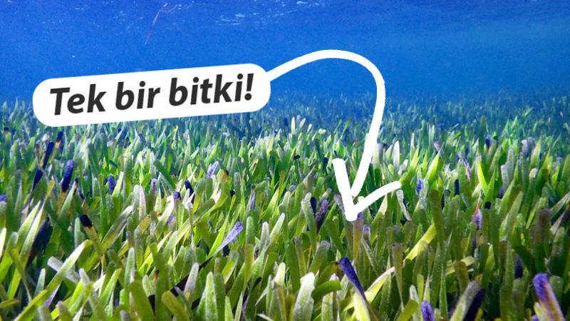 Dünyanın En Büyük Bitkisi Keşfedildi: Tam 178 Kilometre Uzunluğunda!