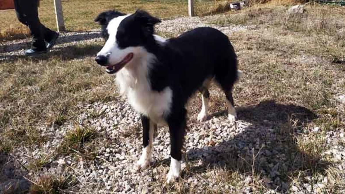 Türkiye’de İlk Kez Koronavirüs Vakalarını Tespit Edebilen Köpek Yetiştirildi