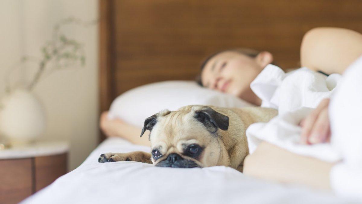 Öğle Arası Kaçamağından Çıplak Uyumaya: Dünyanın Dört Bir Yanından İlginç Uyku Alışkanlıkları