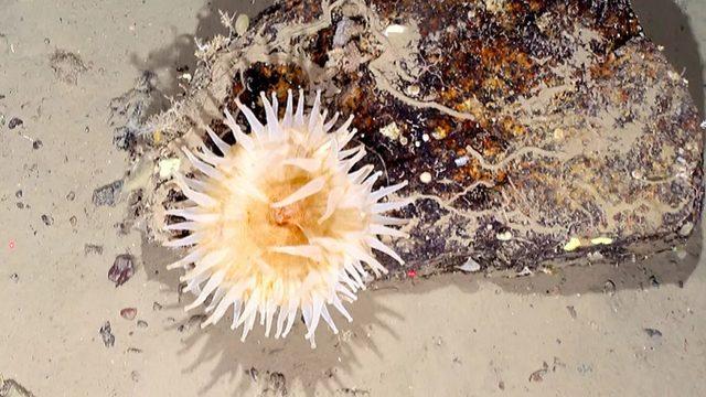 Antarktika’da Dev Buz Kütlesinin Altında Yaşayan Canlı Türleri Keşfedildi