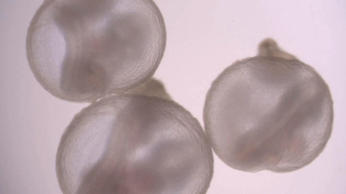 Bilim İnsanları, Rahim Dışında Embriyo Büyütmek İçin Yeni Bir Yöntem Geliştirdi