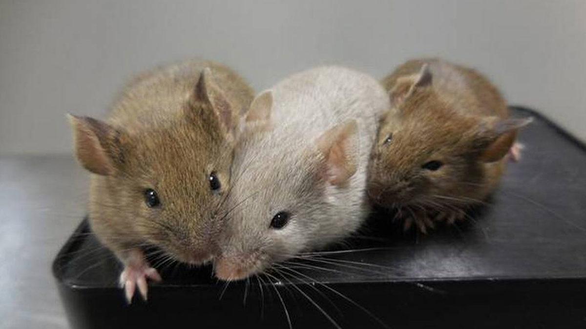 Bilim İnsanları, Rahim Dışında Embriyo Büyütmek İçin Yeni Bir Yöntem Geliştirdi