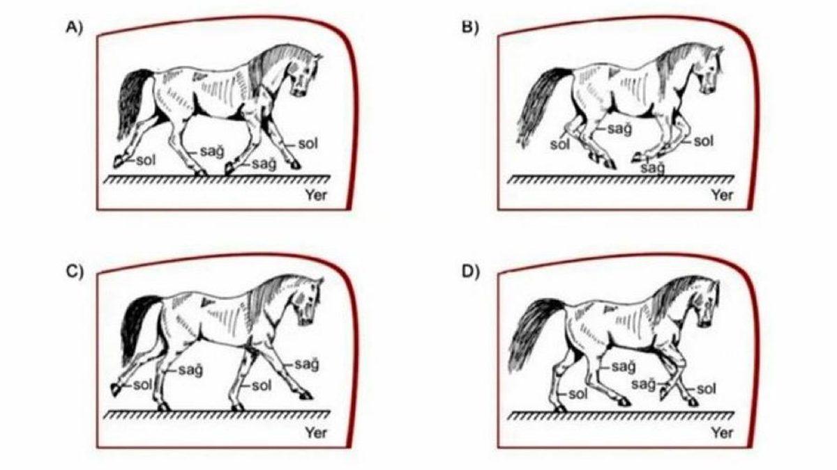 LGS’de Yer Alan ’At’ Sorusu Tartışma Yarattı: Çok mu Basit, Yoksa Çok mu Zor?