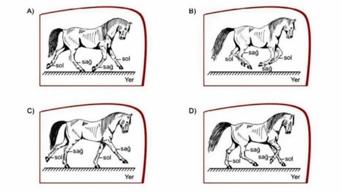 LGS’de Yer Alan ’At’ Sorusu Tartışma Yarattı: Çok mu Basit, Yoksa Çok mu Zor?