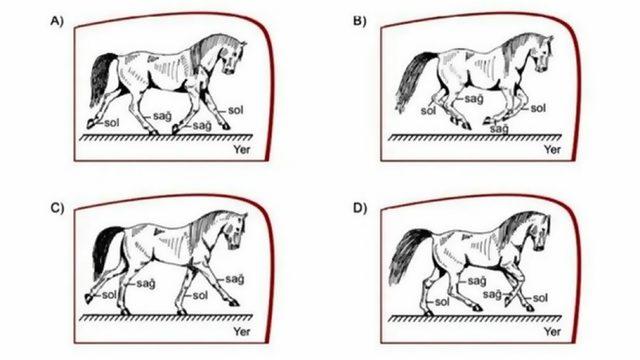 LGS’de Yer Alan ’At’ Sorusu Tartışma Yarattı: Çok mu Basit, Yoksa Çok mu Zor?