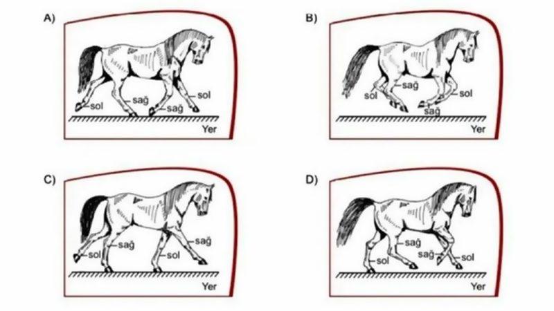LGS’de Yer Alan ’At’ Sorusu Tartışma Yarattı: Çok mu Basit, Yoksa Çok mu Zor?