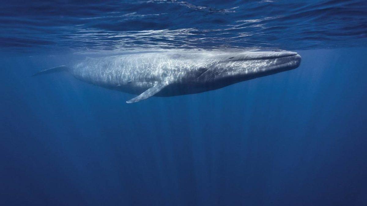 İlber Ortaylı’nın Bile Full Çekemeyeceği Bu Genel Kültür Sorularından Kaçını Bilebileceksin?