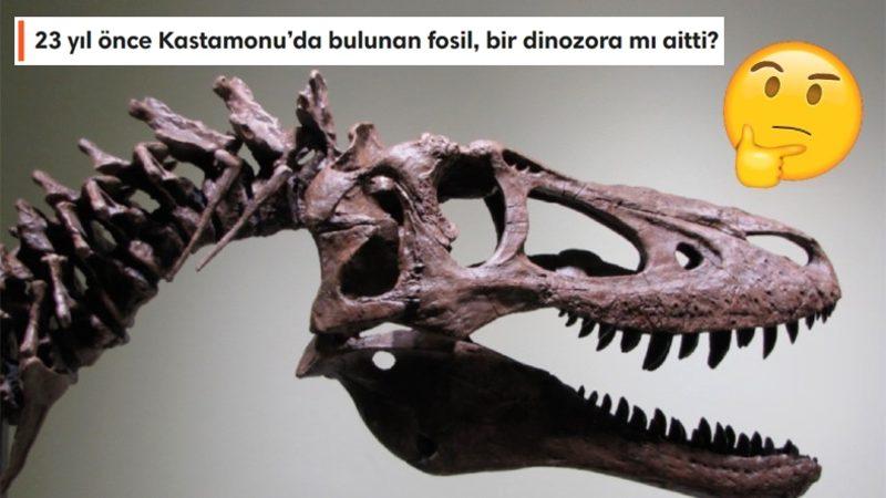 Ülkemizdeki Arkeolojik Kazılarda Neden Hiç Dinozor Fosili Bulunamıyor?