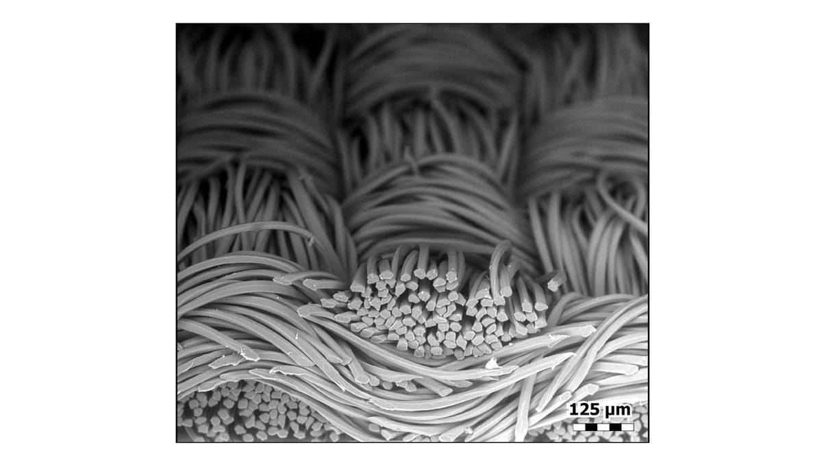 Bez Yüz Maskeleri Mikroskop Altında Nasıl Görünüyor?