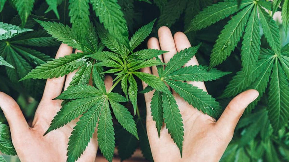 Torbacı Olmak Serbest, Müşteri Olmak Yasak: Tayland’da Evde Esrar Yetiştirip Satmak Serbest Hale Getirildi