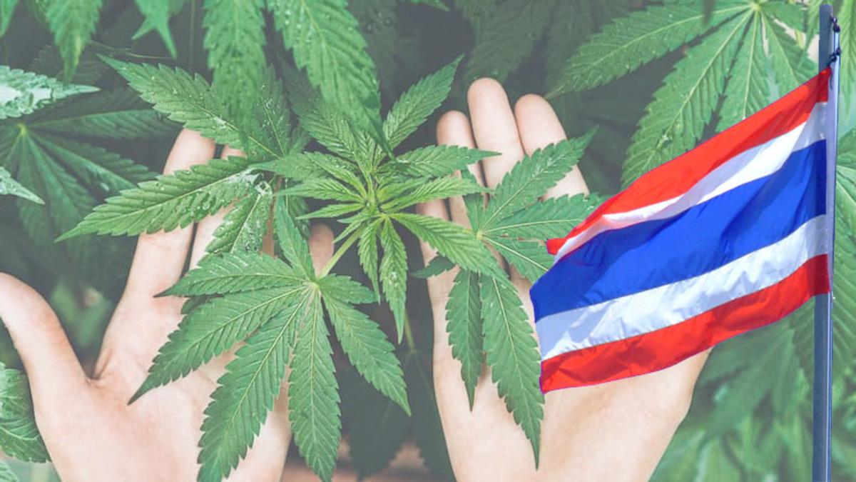 Torbacı Olmak Serbest, Müşteri Olmak Yasak: Tayland’da Evde Esrar Yetiştirip Satmak Serbest Hale Getirildi