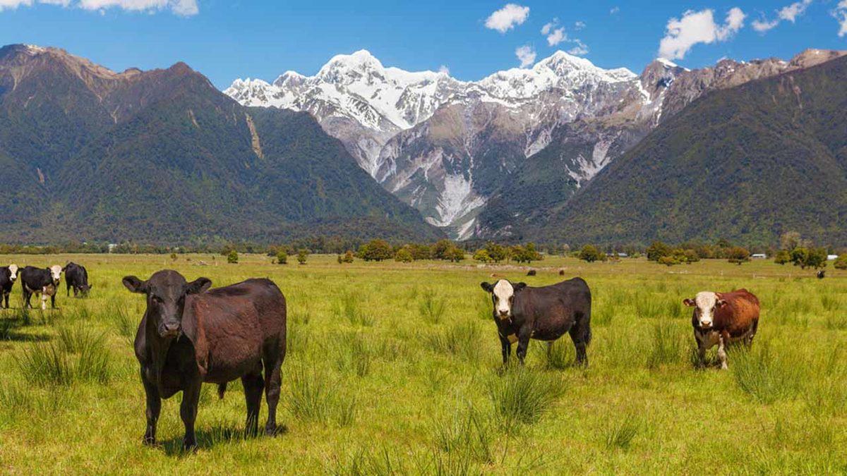 Dünyada İlk: Gaz Çıkarıp Küresel Isınmayı Hızlandıran İnek ve Koyunlar İçin Vergi Alınacak