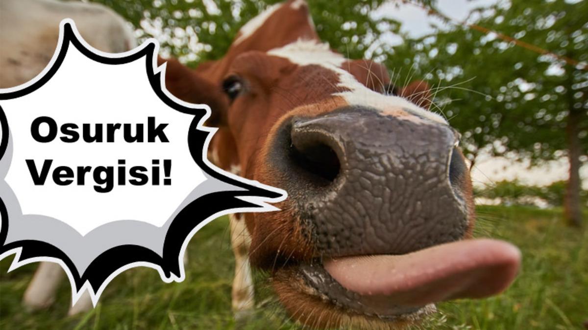 Dünyada İlk: Gaz Çıkarıp Küresel Isınmayı Hızlandıran İnek ve Koyunlar İçin Vergi Alınacak