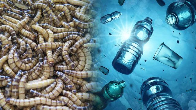 Plastik Yiyerek Hayatta Kalabilen Solucan Keşfedildi: Geri Dönüşüme Katkı Sağlayabilir