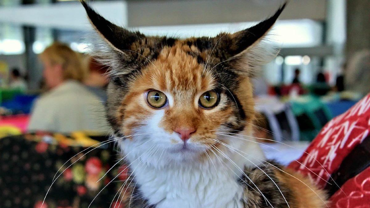 Kendinize Haksızlık Etmeyin: Zeki Olduğunuzu Fark Etmenizi Sağlayacak 7 Detay