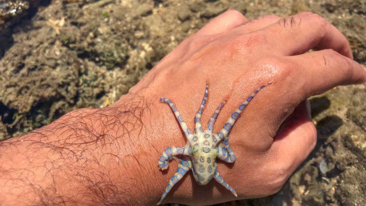 TikTok Kullanıcısının Yanlışlıkla Dünyanın En Zehirli Ahtapotunu Eline Aldığı Videosu Viral Oldu