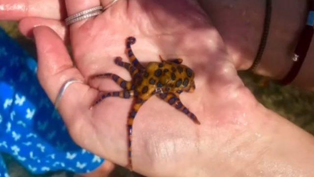 TikTok Kullanıcısının Yanlışlıkla Dünyanın En Zehirli Ahtapotunu Eline Aldığı Videosu Viral Oldu