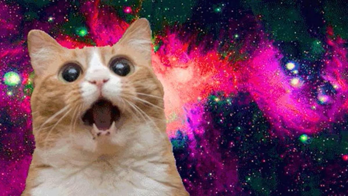 Kedilerin ’Kedi Otunu’ Neden Çılgınlar gibi Sevdikleri Açıklandı: Tamamen Zevk Meselesi