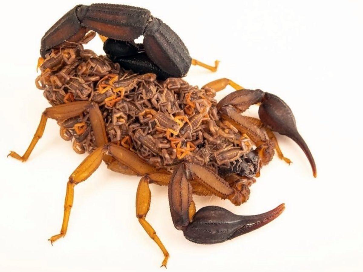 Görünce ’İnternete Bunun İçin Para Ödüyorum’ Demenize Neden Olacak 20 Sıra Dışı Görüntü