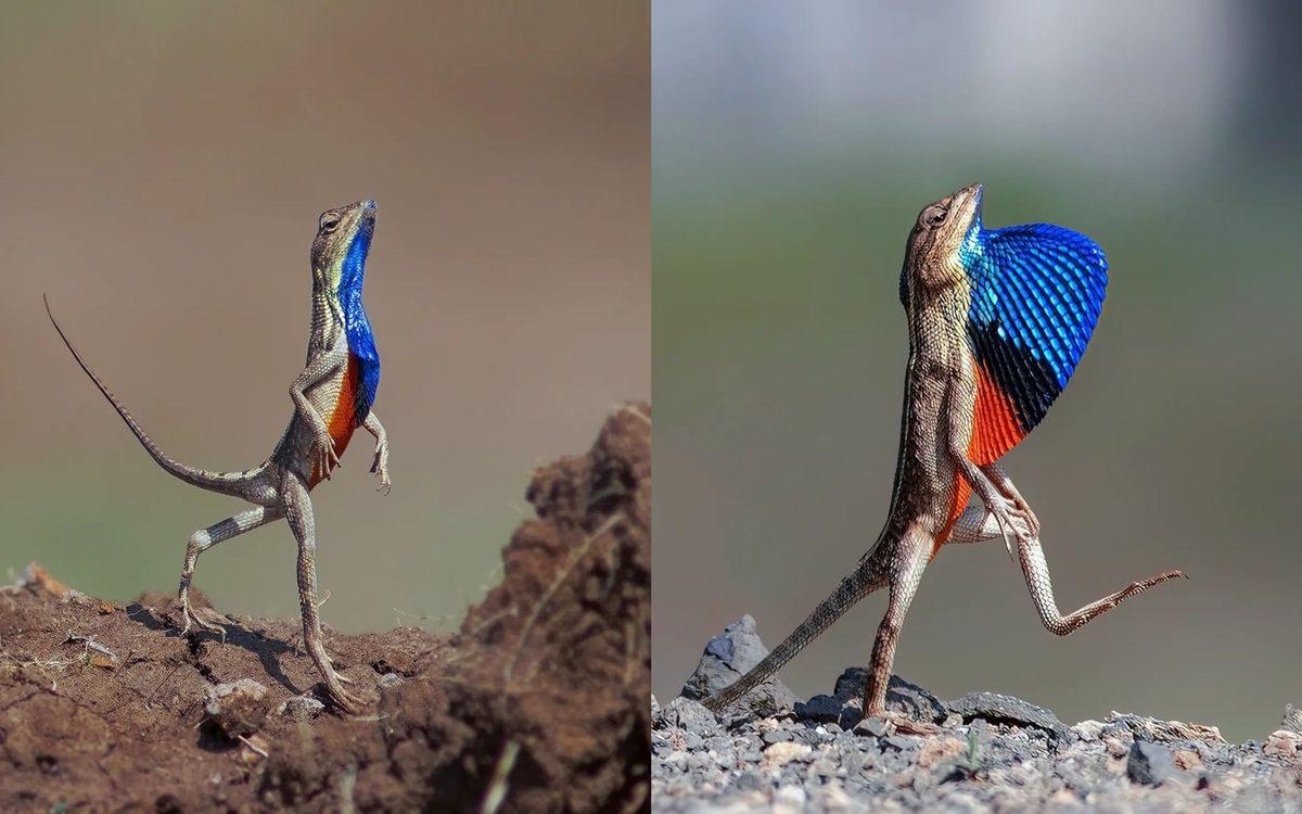 Görünce ’İnternete Bunun İçin Para Ödüyorum’ Demenize Neden Olacak 20 Sıra Dışı Görüntü