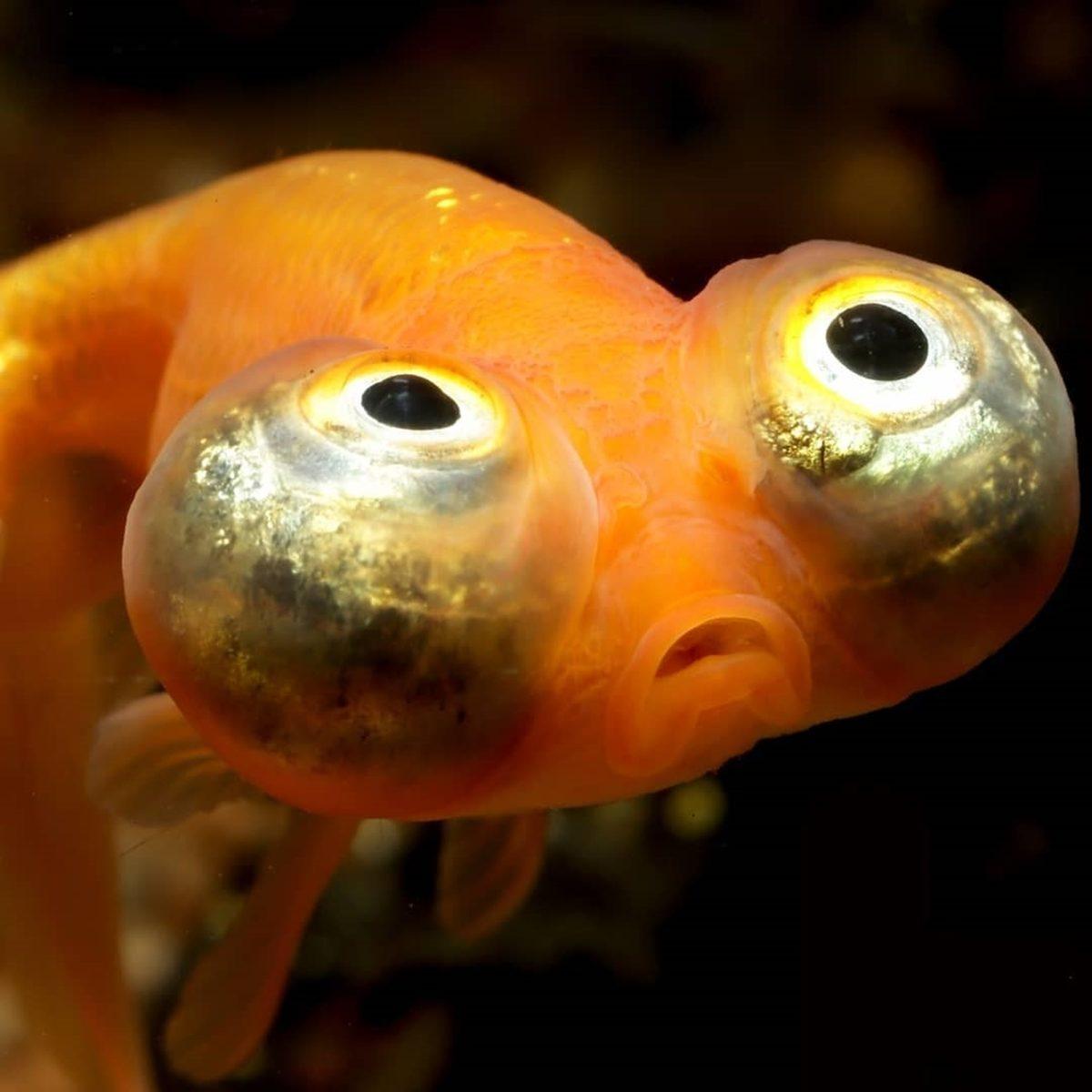 Görünce ’İnternete Bunun İçin Para Ödüyorum’ Demenize Neden Olacak 20 Sıra Dışı Görüntü