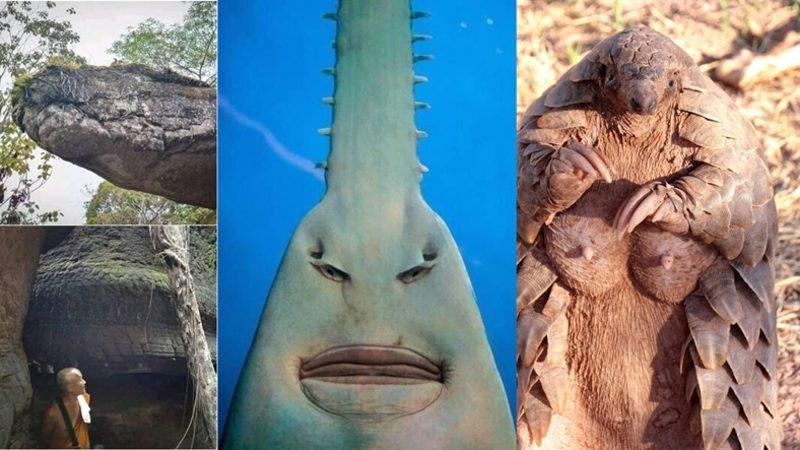 Görünce ’İnternete Bunun İçin Para Ödüyorum’ Demenize Neden Olacak 20 Sıra Dışı Görüntü