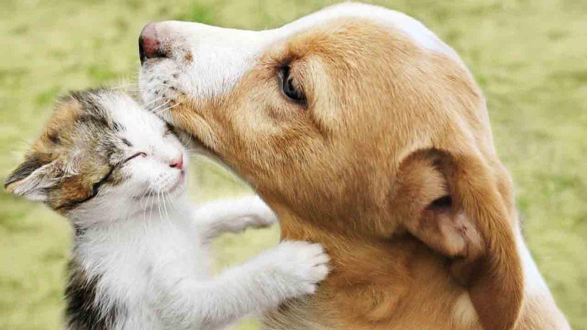 Rusya, Hayvanlar İçin Geliştirdikleri Koronavirüs Aşısını Duyurdu [Dünyada İlk]