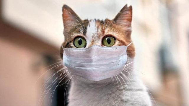 Rusya, Hayvanlar İçin Geliştirdikleri Koronavirüs Aşısını Duyurdu [Dünyada İlk]