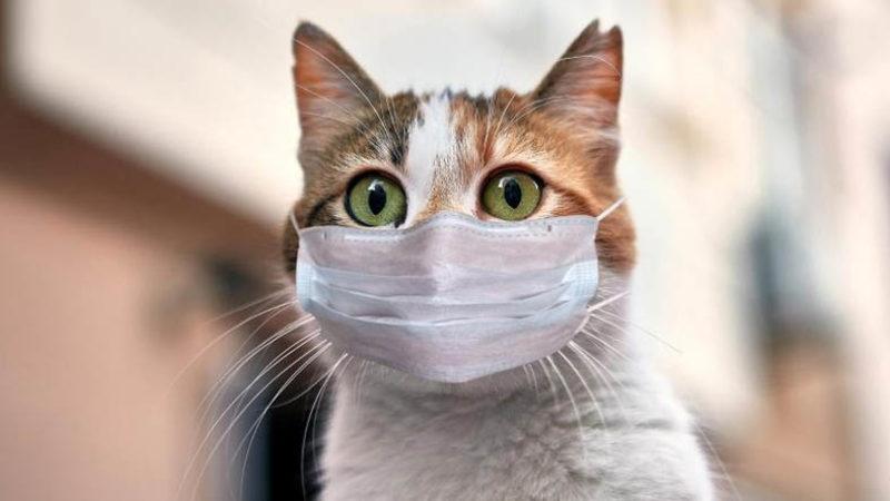 Rusya, Hayvanlar İçin Geliştirdikleri Koronavirüs Aşısını Duyurdu [Dünyada İlk]