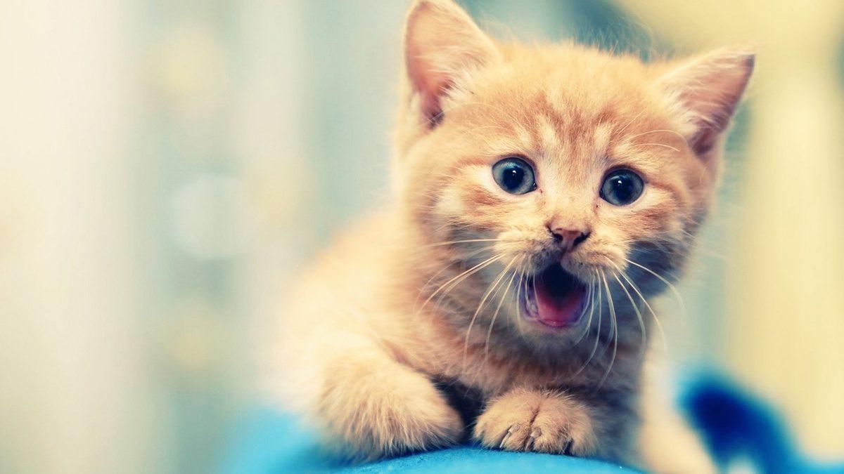 CIA’in Sovyetlere Karşı Akıl Almaz Projesi Ortaya Çıktı: Casus Kediler