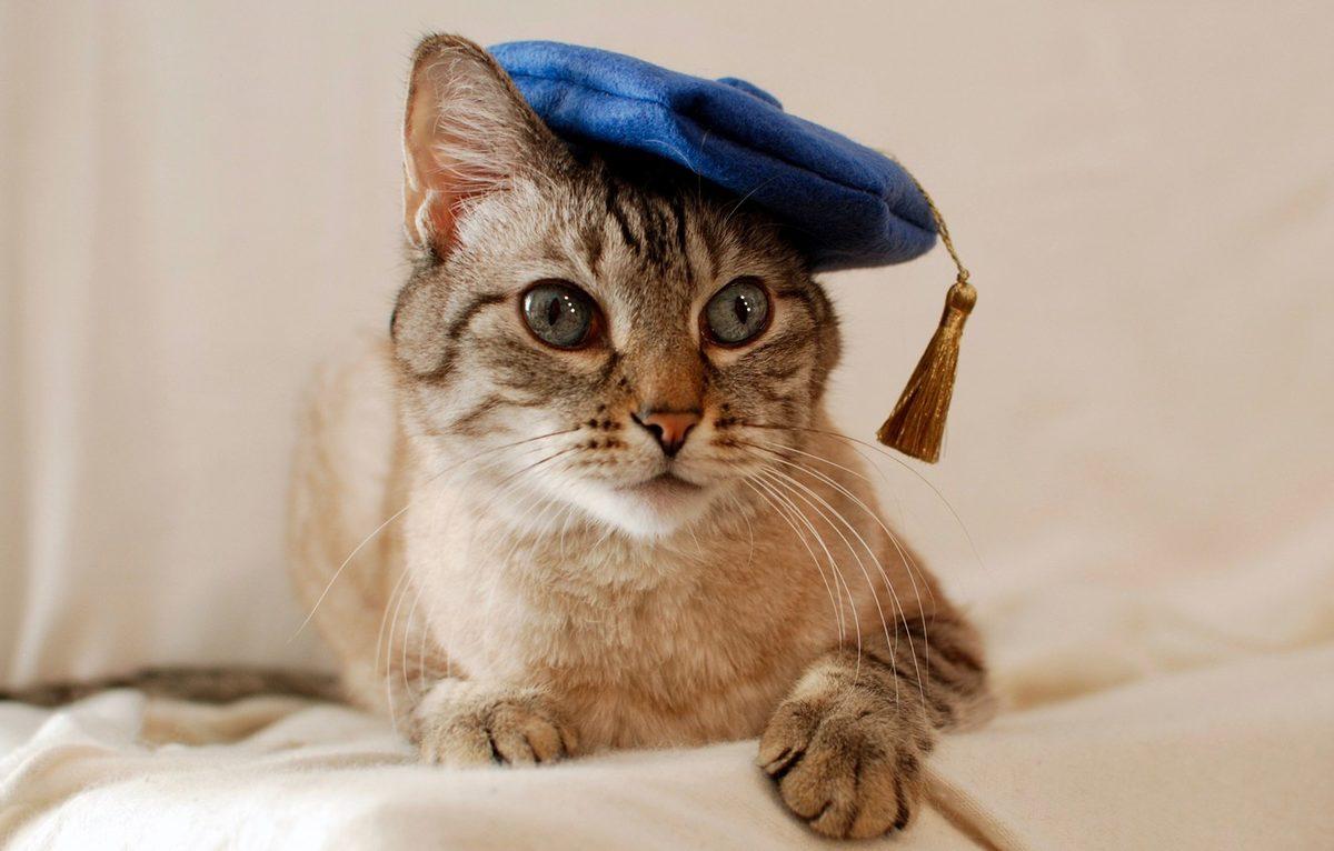 CIA’in Sovyetlere Karşı Akıl Almaz Projesi Ortaya Çıktı: Casus Kediler