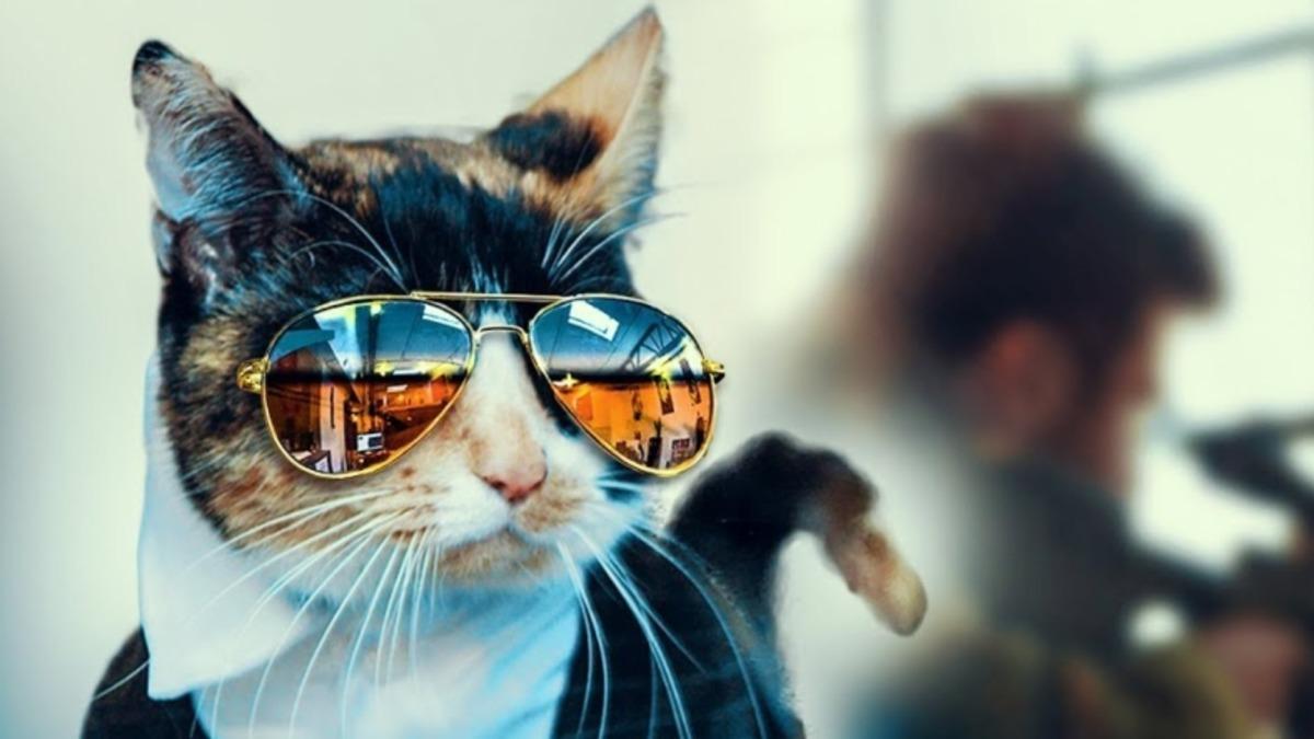 CIA’in Sovyetlere Karşı Akıl Almaz Projesi Ortaya Çıktı: Casus Kediler