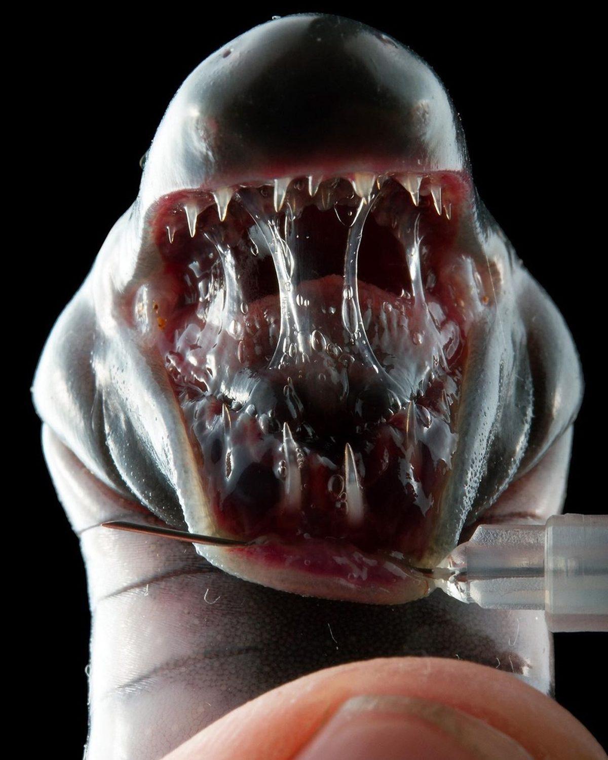 Görünce ’Keşke Gerçek Olmasaydı’ Dedirten 19 Rahatsız Edici ve Hassas Görüntü (18+)