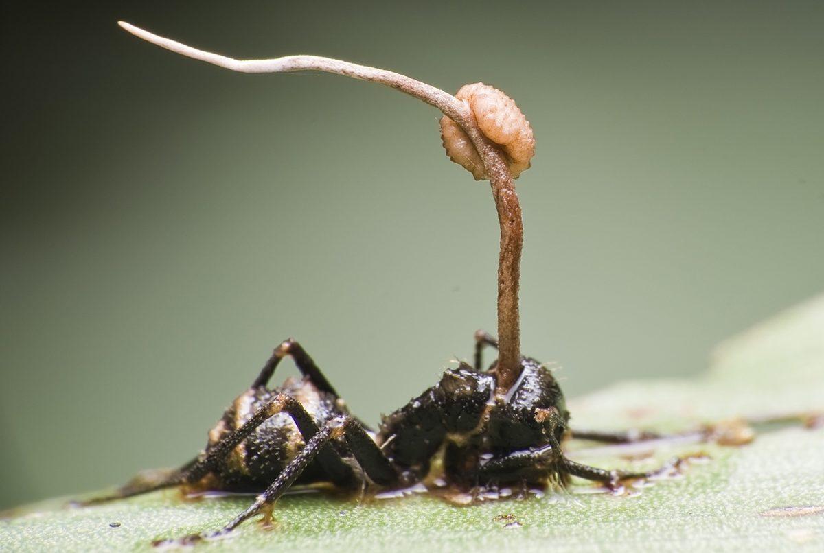 Görünce ’Keşke Gerçek Olmasaydı’ Dedirten 19 Rahatsız Edici ve Hassas Görüntü (18+)