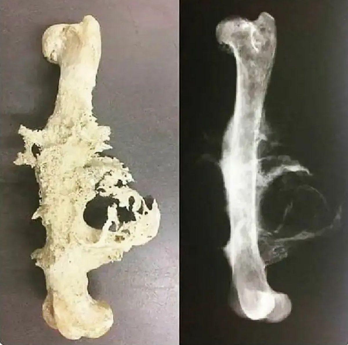 Görünce ’Keşke Gerçek Olmasaydı’ Dedirten 19 Rahatsız Edici ve Hassas Görüntü (18+)