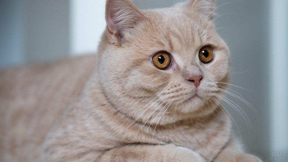 Sevimli Dostlarımızdan British Shorthair’ler Hakkında Çok Bilinmeyen 10 Eğlenceli Bilgi