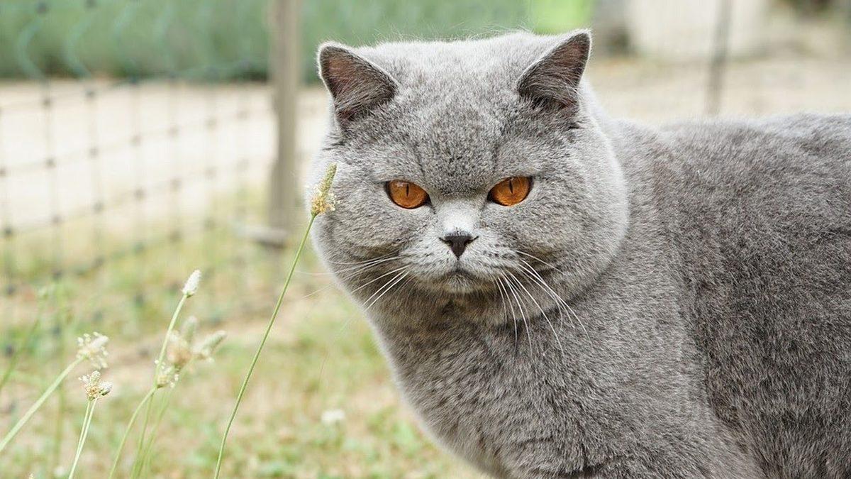 Sevimli Dostlarımızdan British Shorthair’ler Hakkında Çok Bilinmeyen 10 Eğlenceli Bilgi