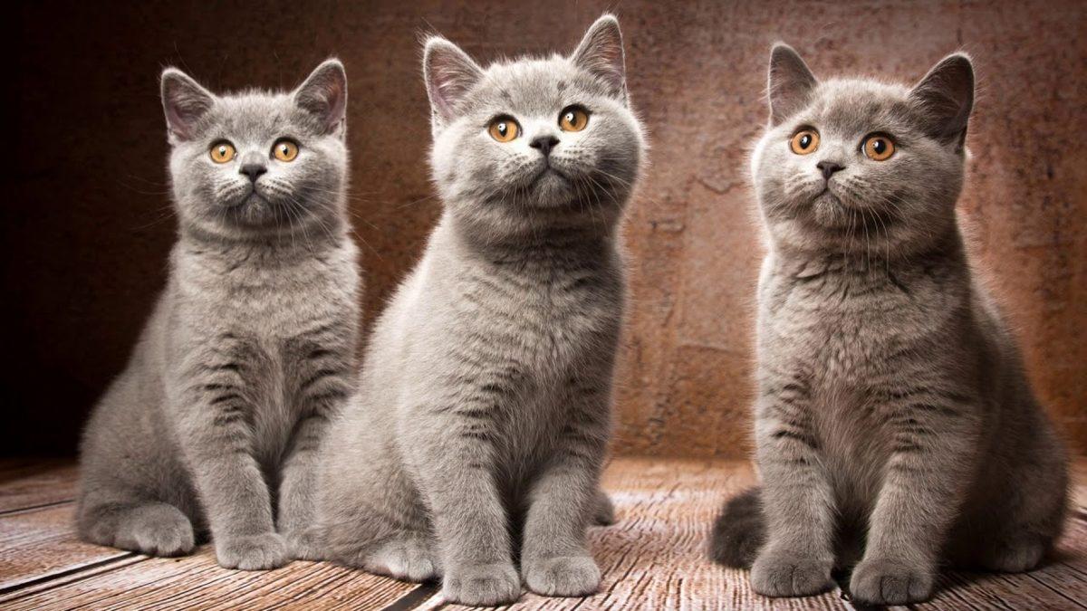Sevimli Dostlarımızdan British Shorthair’ler Hakkında Çok Bilinmeyen 10 Eğlenceli Bilgi