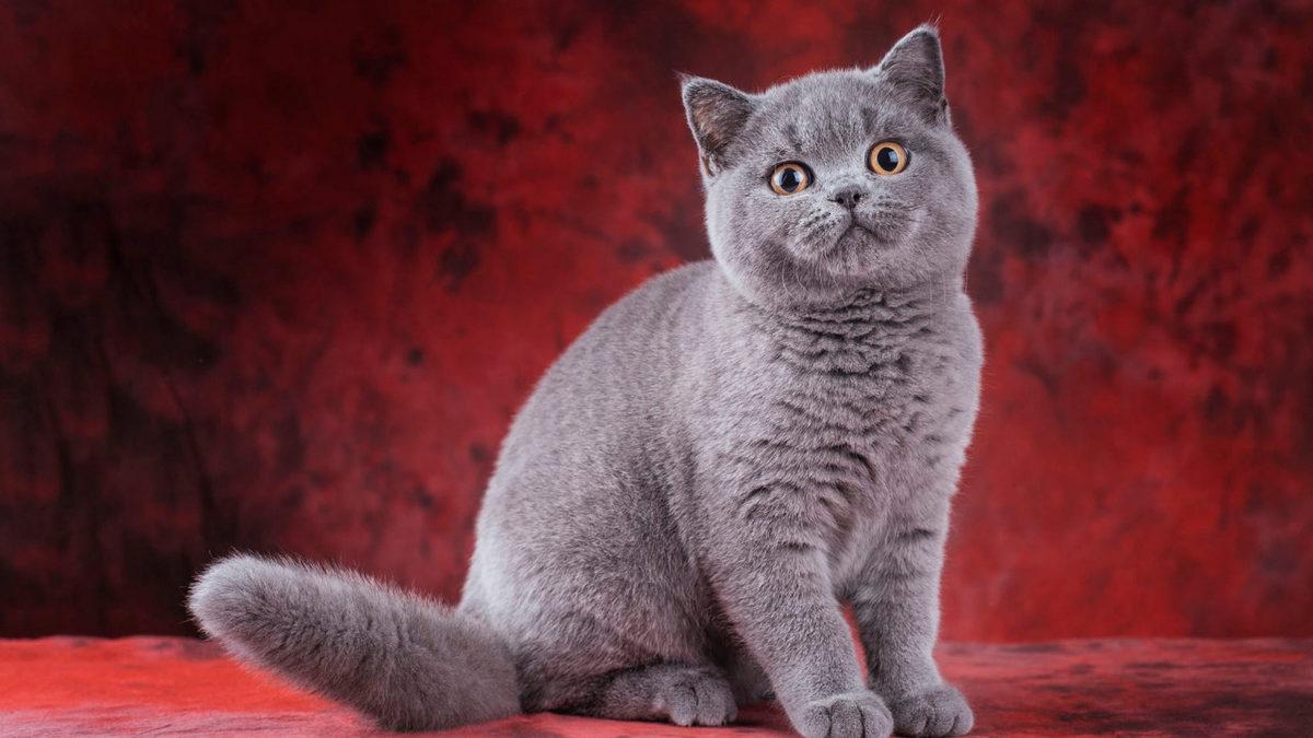 Sevimli Dostlarımızdan British Shorthair’ler Hakkında Çok Bilinmeyen 10 Eğlenceli Bilgi