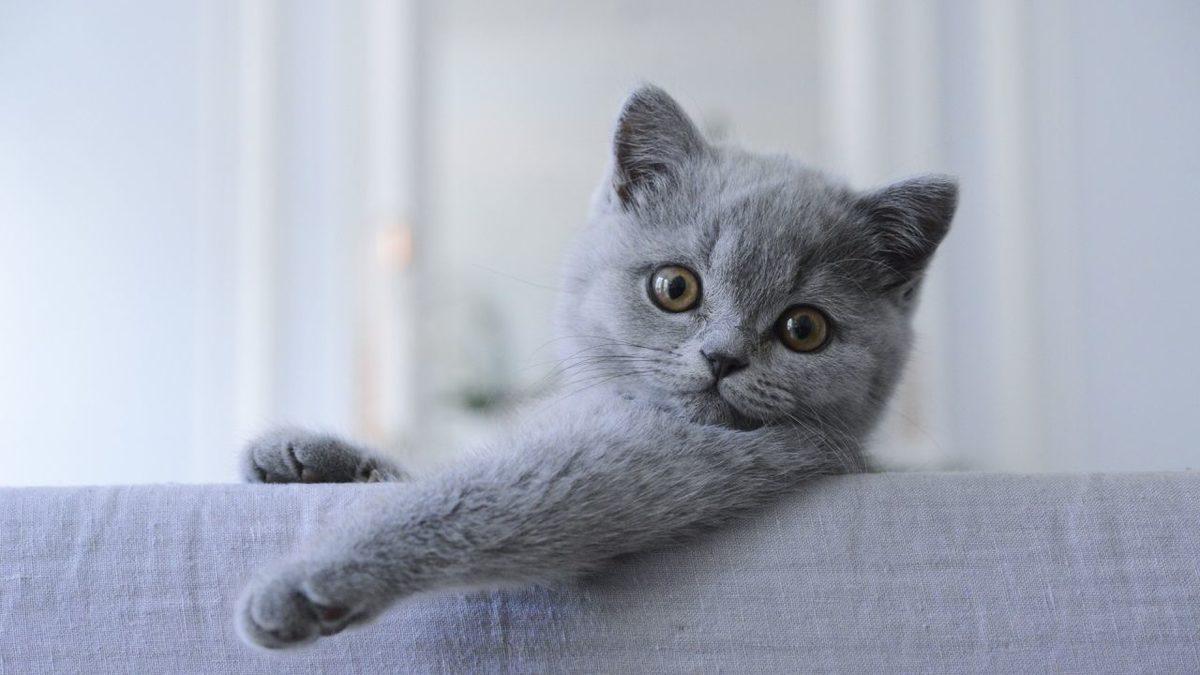 Sevimli Dostlarımızdan British Shorthair’ler Hakkında Çok Bilinmeyen 10 Eğlenceli Bilgi