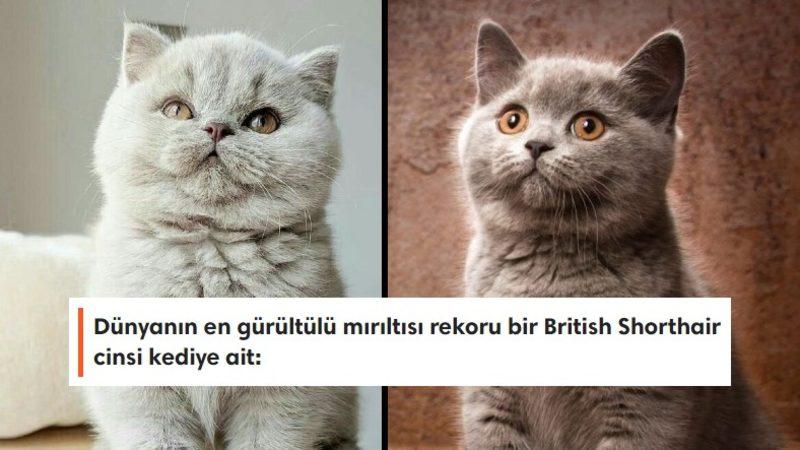 Sevimli Dostlarımızdan British Shorthair’ler Hakkında Çok Bilinmeyen 10 Eğlenceli Bilgi