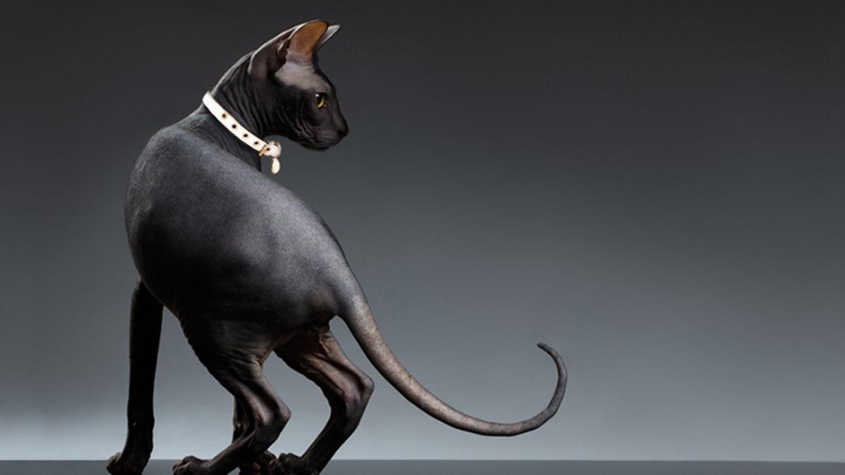 Soru İşareti “?” Sembolü Nereden Geliyor ve Neden 500 Milyon İnsan Ters Şekilde (¿) Kullanıyor?