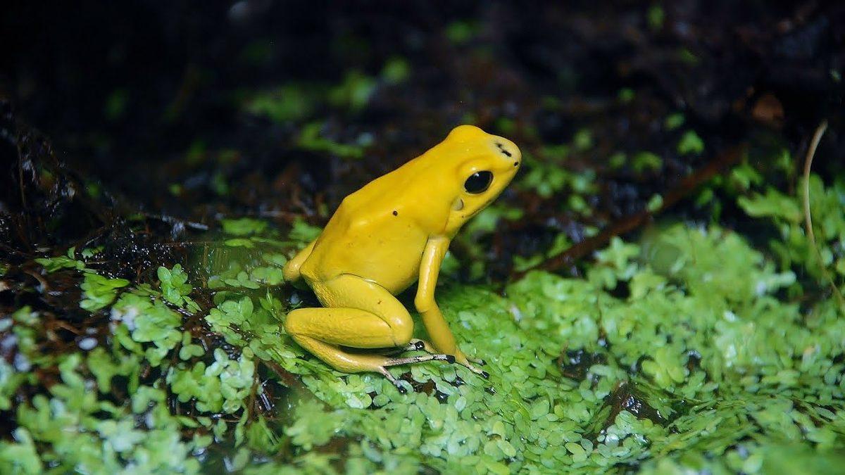 Süper Kahramanları Filmlerde Aramayın: İşte Hem Suda Hem de Karada Yaşayabilen ’Amfibi’ Canlılar ve Özellikleri