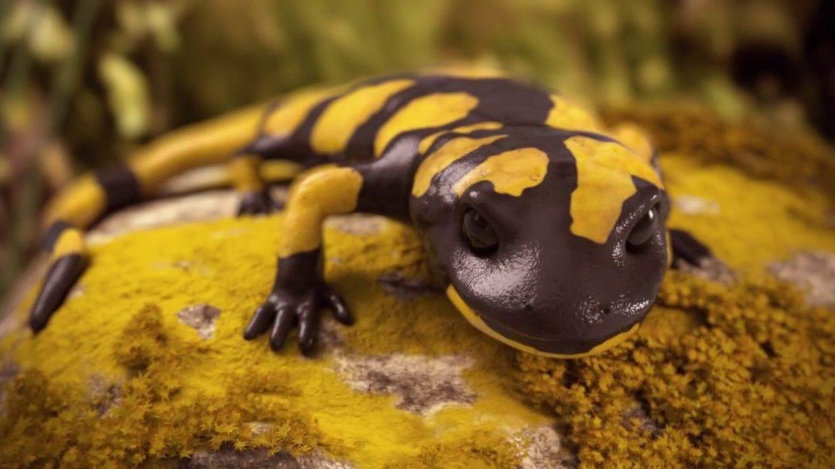 Süper Kahramanları Filmlerde Aramayın: İşte Hem Suda Hem de Karada Yaşayabilen ’Amfibi’ Canlılar ve Özellikleri